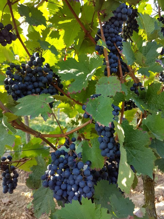 Weingut & Gaestehaus Nagel 카펠렌-드루스와일러 외부 사진