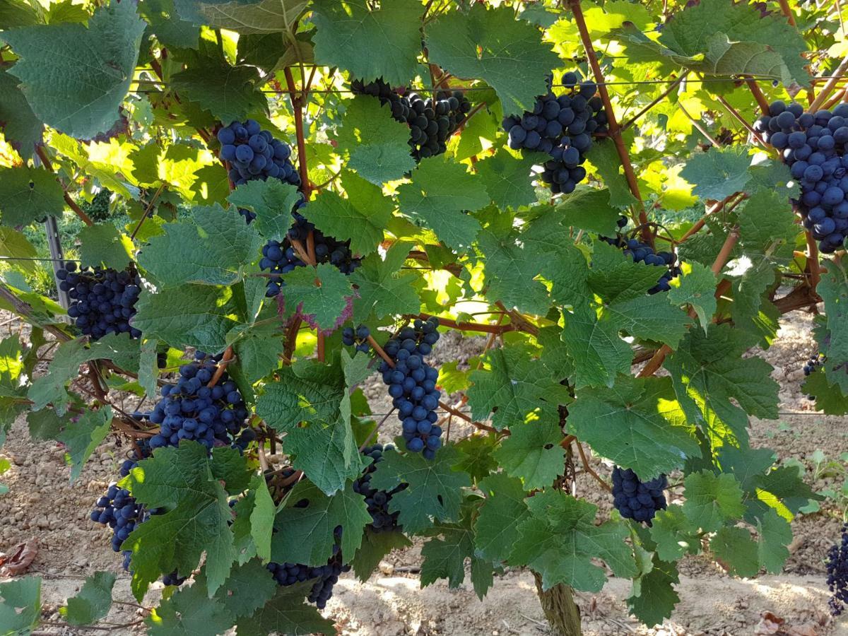 Weingut & Gaestehaus Nagel 카펠렌-드루스와일러 외부 사진