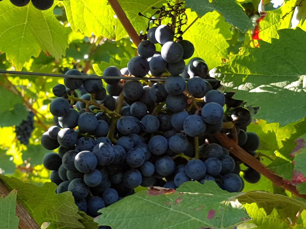 Weingut & Gaestehaus Nagel 카펠렌-드루스와일러 외부 사진